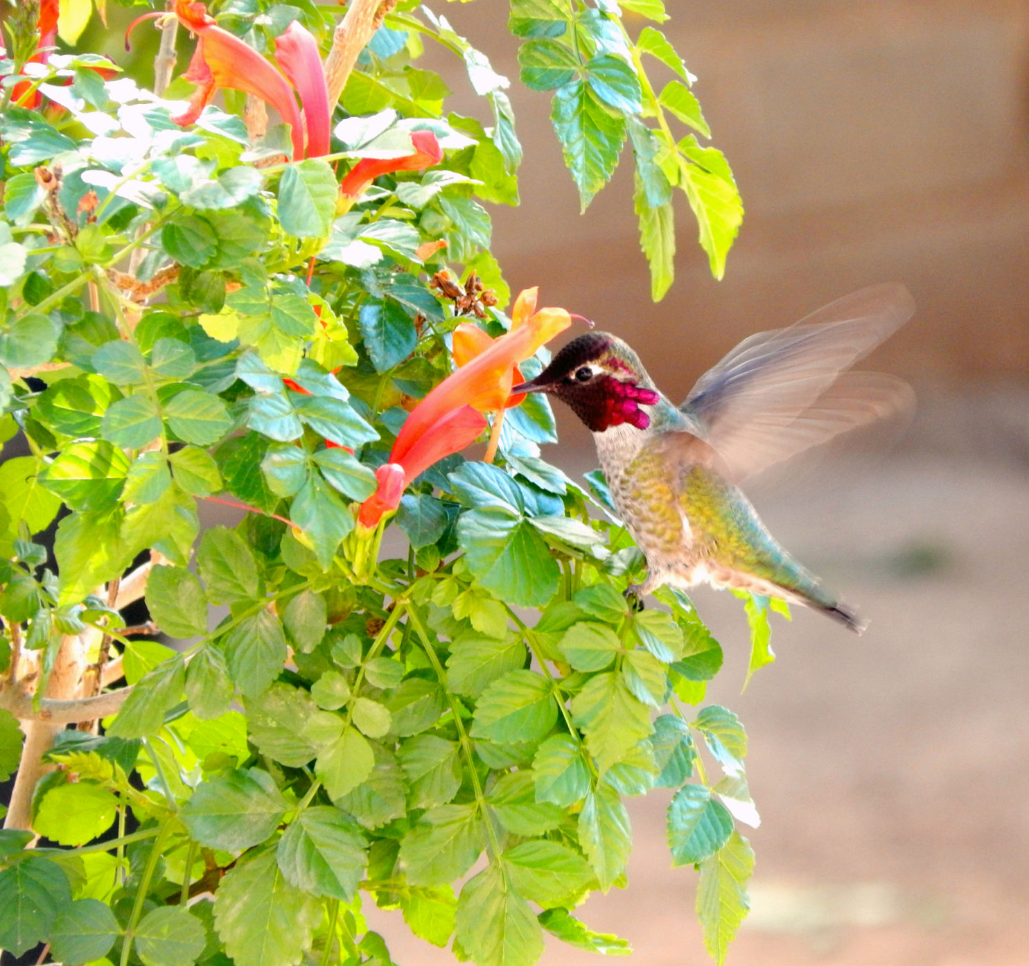 Hummingbirds from backyards and beyond
